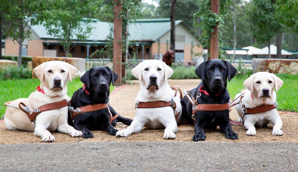 Meet the class of 2019 Guide Dog graduates