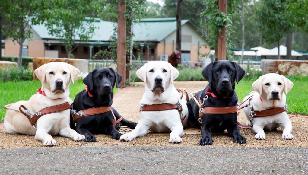 Play a unique role in a Guide Dog’s story