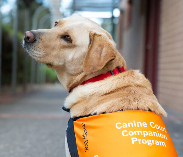 NSW Canine Court Companion & ACT Court Canine Support Programs Guide Dogs NSW/ACT