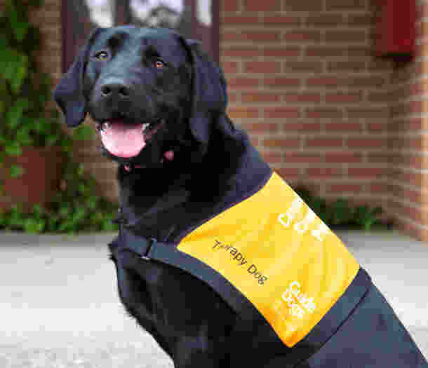 A black labrador Therapy Dog seated outside wearing a Therapy Dog jacket. The dog is looking at the camera.