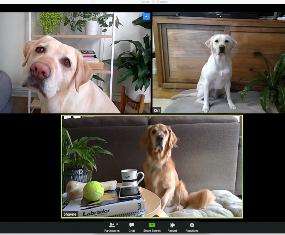 Screenshot of a zoom meeting between 3 Labradors