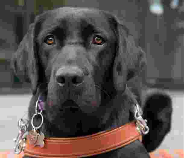 A black labrador Guide Dog in harness looking straight at the camera.