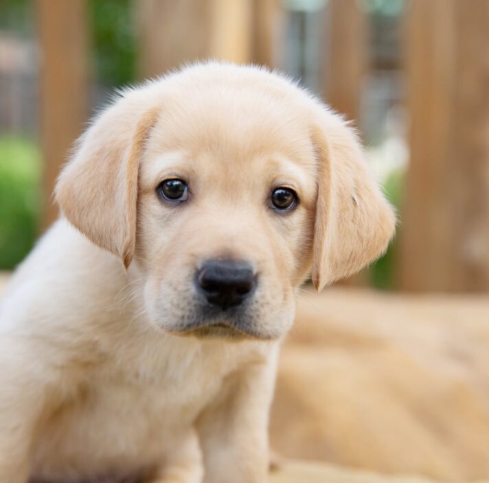 Puppy breeding - Guide Dogs NSW/ACT