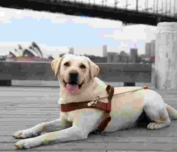 A yellow labrador Guide Dog in harness sitting flat on the ground looking at the camera. The Sydney Harbour bridge is in the background.