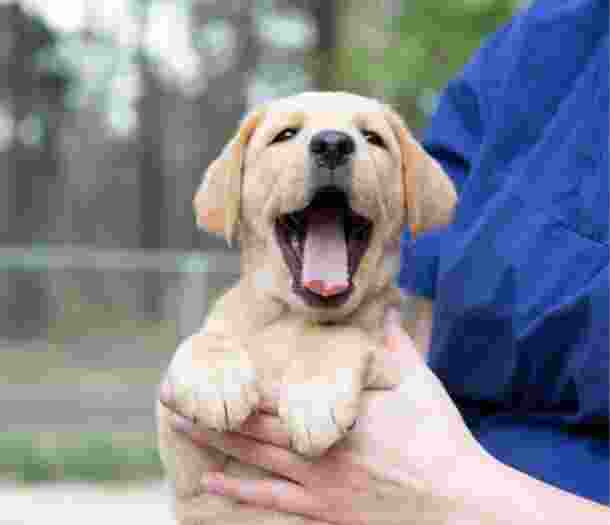 An eight week old caramel puppy being held by a person whilst outside. The puppy's mouth is wide open and looking at the camera.