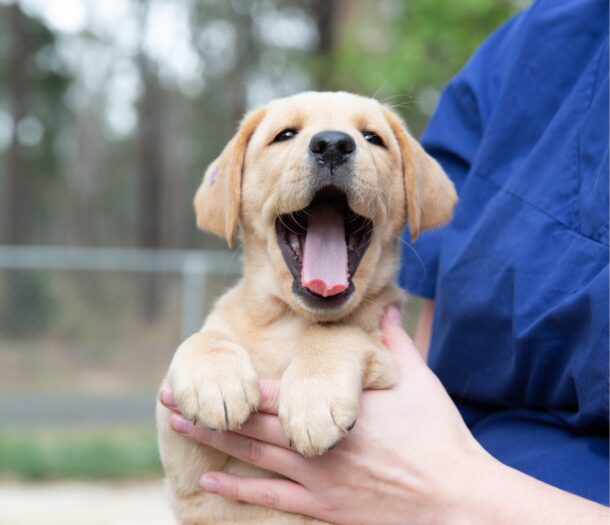 Puppy raiser responsibilities Guide Dogs NSW/ACT