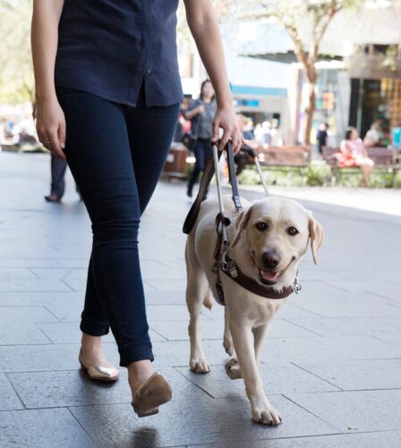 Guide Dog Online Info Session