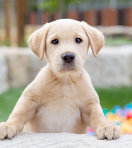 Guide Dog pup-up café