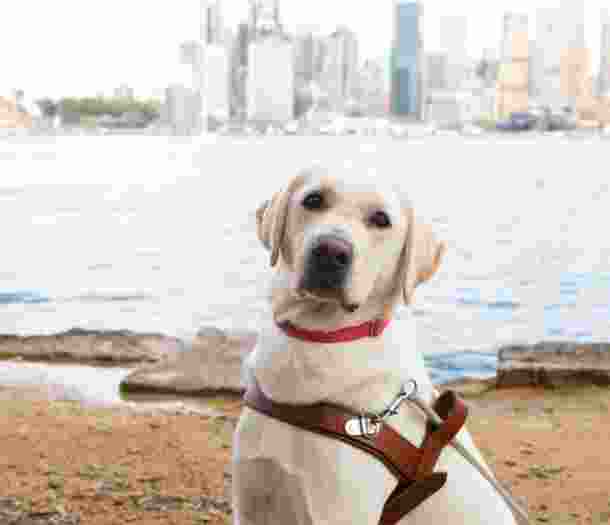 A yellow labrador Guide Dog in harness sitting on its back legs. The dog is looking straight at the camera and the Sydney Harbour is in the background.