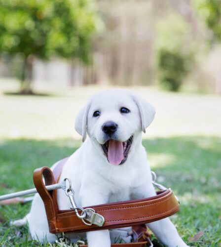 Go ‘Behind the Harness’ with Guide Dogs!