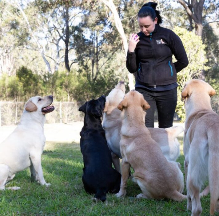 a Guide Dog Trainer Guide Dogs NSW/ACT