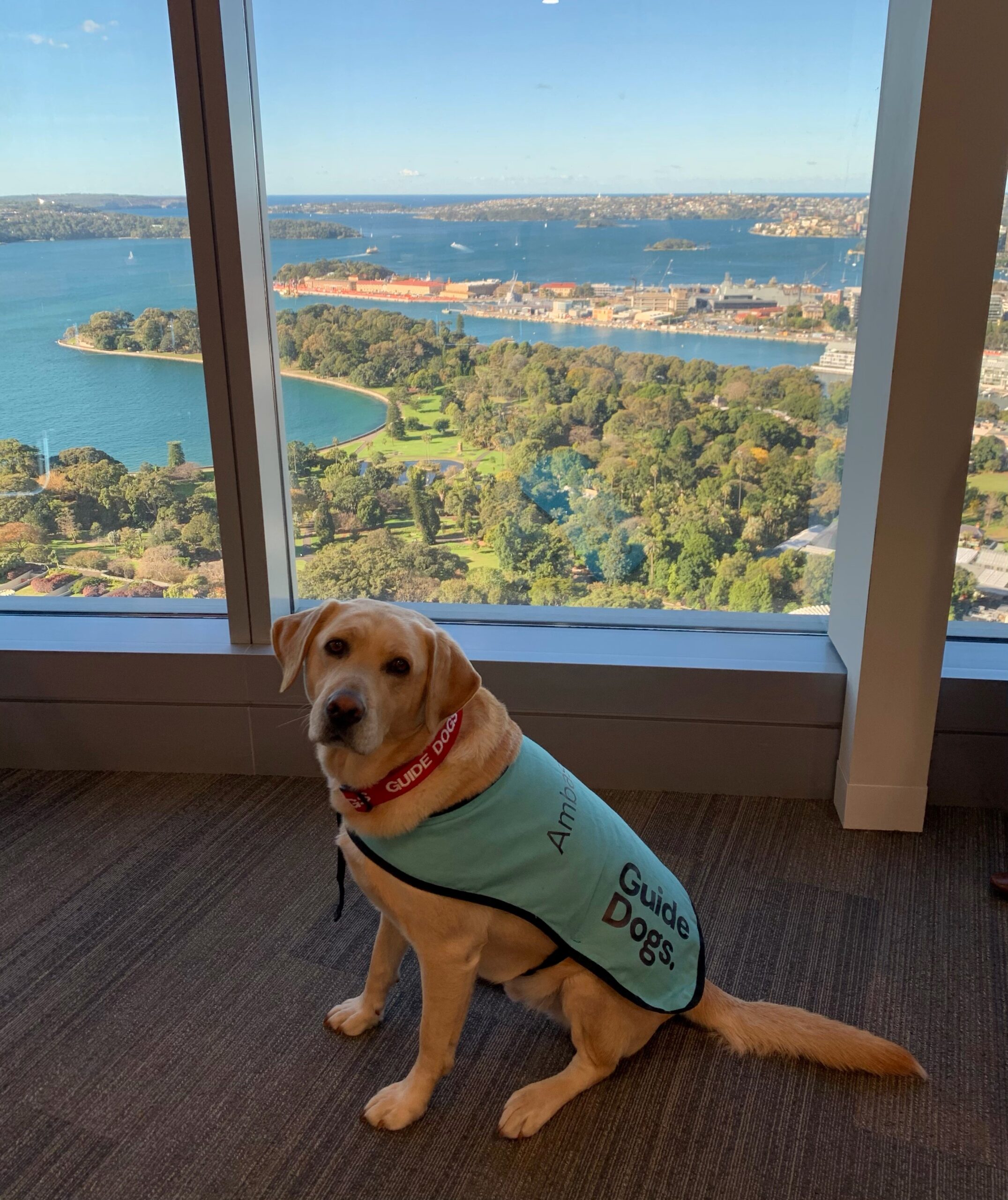 Ambassador Dog Finn Guide Dogs NSW/ACT