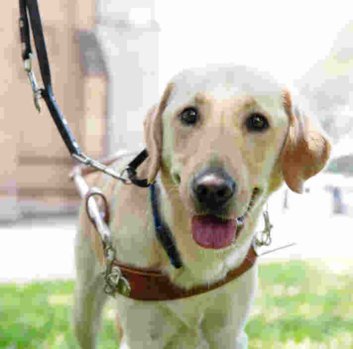 Yellow Guide Dog in harness staring at the camera.