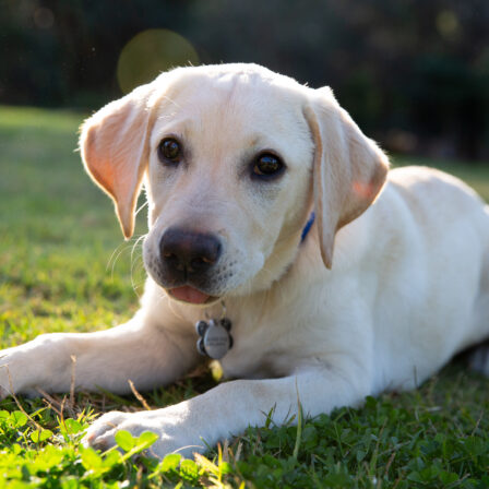 Explore Puppy Raising Event Eastern Suburbs