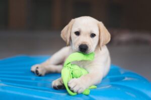 A yellow Labrador puppy with a Kong toy.