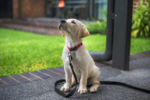 A yellow Labrador puppy sitting.