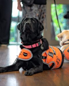 A black Labrador in an orange training vest.