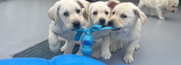 Support the I Litter This National Puppy Day